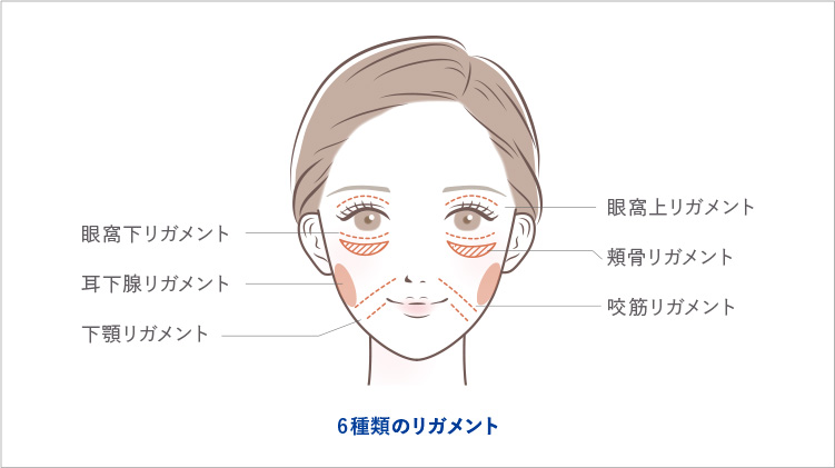 正常な眼瞼下垂のイメージ 新品のパンツのゴム。弾力性に富み厚みもしっかり まぶたを持ち上げる筋肉が正常に働いている状態 眼瞼下垂のイメージ 伸びきったパンツのゴム。伸び縮みしづらく薄くて細い まぶたを持ち上げる筋肉が薄くて弱い状態