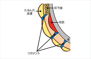 引き上げ効果を高める